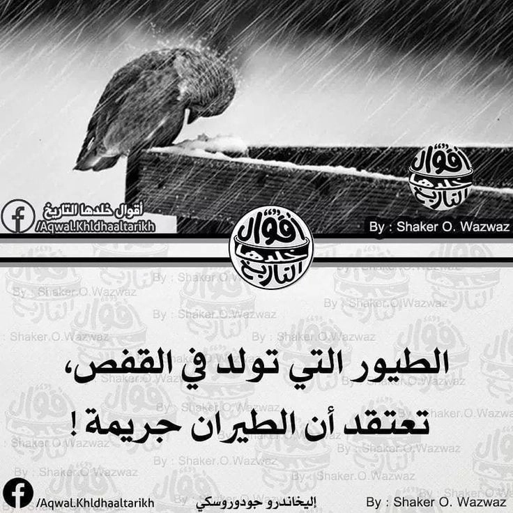 الطيور التي تولد في القفص.. حكم عن الحياة واقتباسات قصيرة للفيسبوك