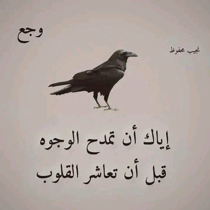 اقتباسات قصيرة: إياك أن تمدح الوجوه قبل أن تعاشر القلوب | صور حكم واتساب